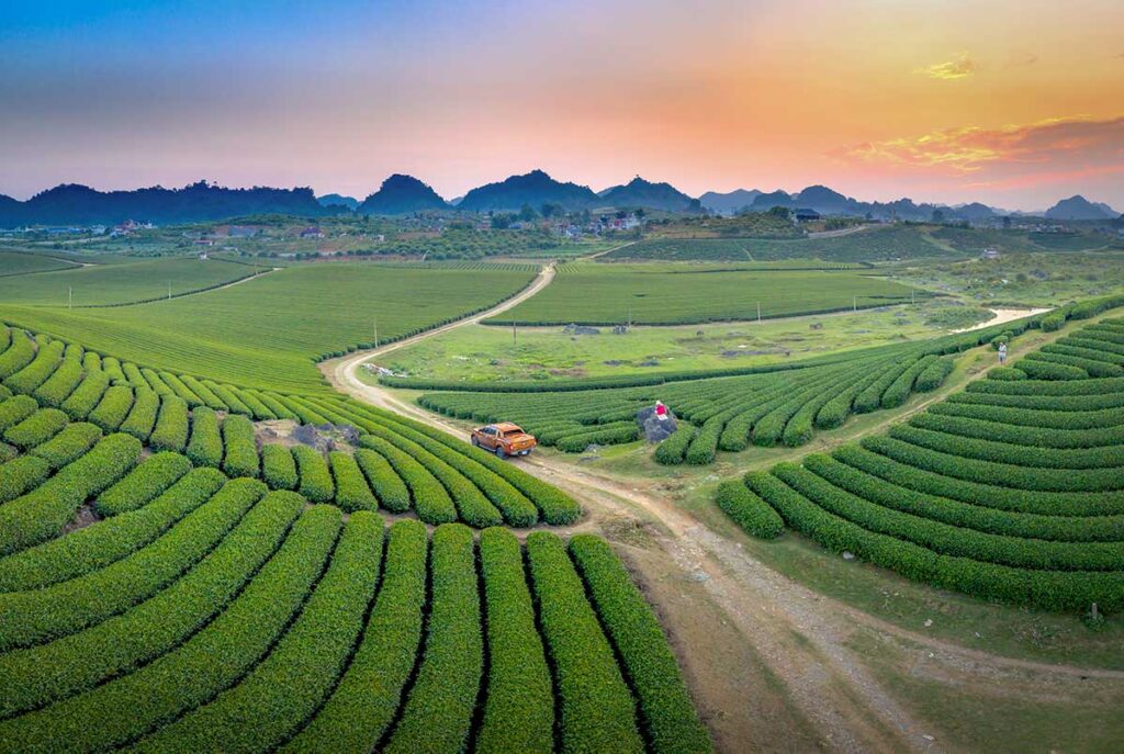 Moc Chau tours with green tea plantations and rolling hills at sunset