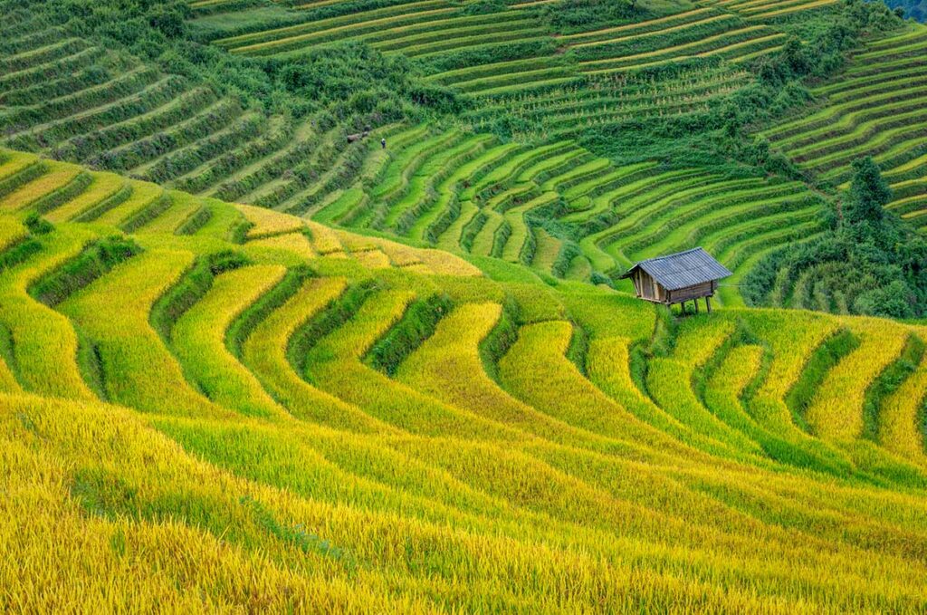 Golden rice terraces in Sapa during harvest season, one of the most iconic landscapes to explore on Northern Vietnam tours.