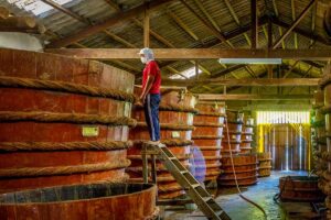 Phu Quoc fish sauce factory tours with workers inspecting large wooden fermentation barrels inside the production hall