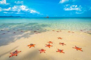 Starfish scattered along the clear turquoise water of Phu Quoc Beach — a tropical paradise often included in relaxing Vietnam tours.