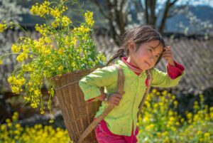 Ethnic Hmong girl carrying yellow mustard flowers in the Ha Giang mountains — part of our 2-week Vietnam tour and 14-day Vietnam itinerary exploring northern Vietnam’s local life and scenery.