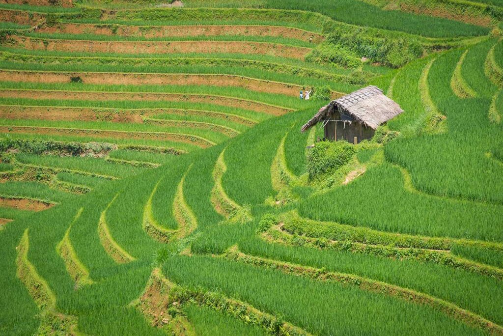 Trekking through lush rice terraces and ethnic villages in Sapa, one of the most memorable experiences on northern Vietnam tours.