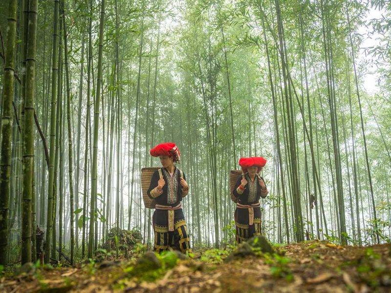 bamboo forest sapa 1 Two minority woman with beautiful traditional clothes from the Red Dao ethnic group are walking through the bamboo forest of Muong Hoa Valley in Sapa