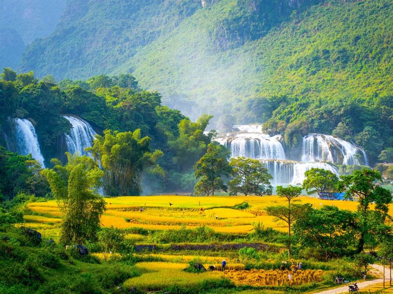 best time to visit ban gioc waterfall 1 Best time to visit Ban Gioc Waterfall – A stunning view of Ban Gioc Waterfall at its best, with powerful cascading water and vibrant golden rice fields in the foreground. Local farmers are seen harvesting the rice, adding a lively cultural touch to the breathtaking natural scenery.