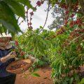 Buon Ma Thuot tours with a local farmer harvesting ripe coffee cherries in the Central Highlands