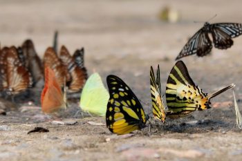 butterfly season cuc phuong
