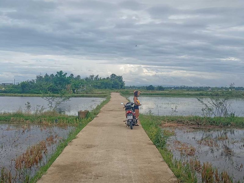 cam kim island motorbike scooter hoi an 1 Tourist stopping her motorbike on a rural path across Cam Kim Island’s rice paddies, enjoying peaceful scenery.
