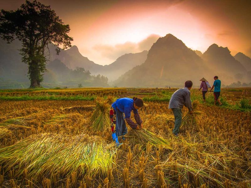 Locals working on rice fields in the countryside of Cao Bang