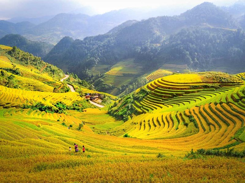 Stunning golden rice fields of Che Cu Nha in Mu Cang Chai