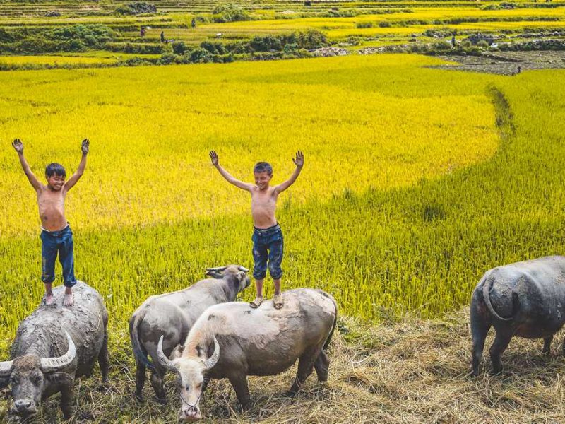 childeren on a buffalo in Mu Cang Chai
