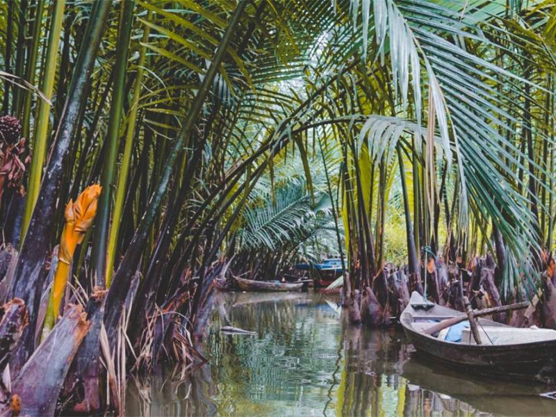 coconut forest hoi an coconut forest Hoi An