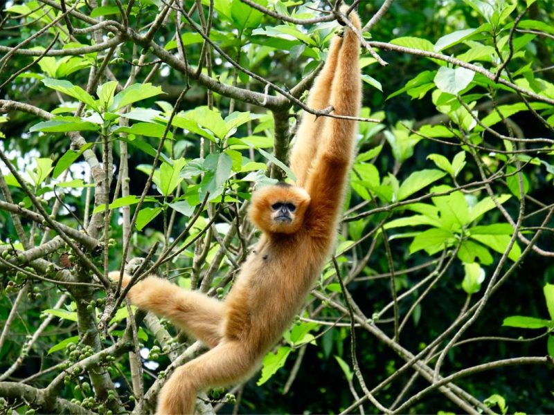 cuc phuong national park 1 Cuc Phuong national park