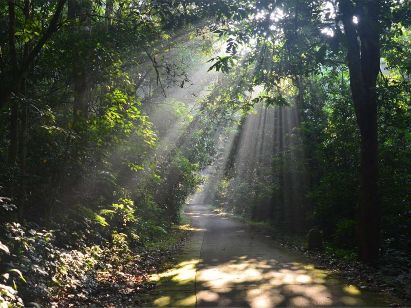 cuc phuong national park 2 Cuc Phuong national park