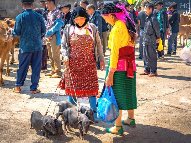 dong van market ethnic life 1 Two ethnic minority women at Dong Van Market, while another woman walks by leading several pigs on a leash, showcasing traditional market life in Ha Giang.