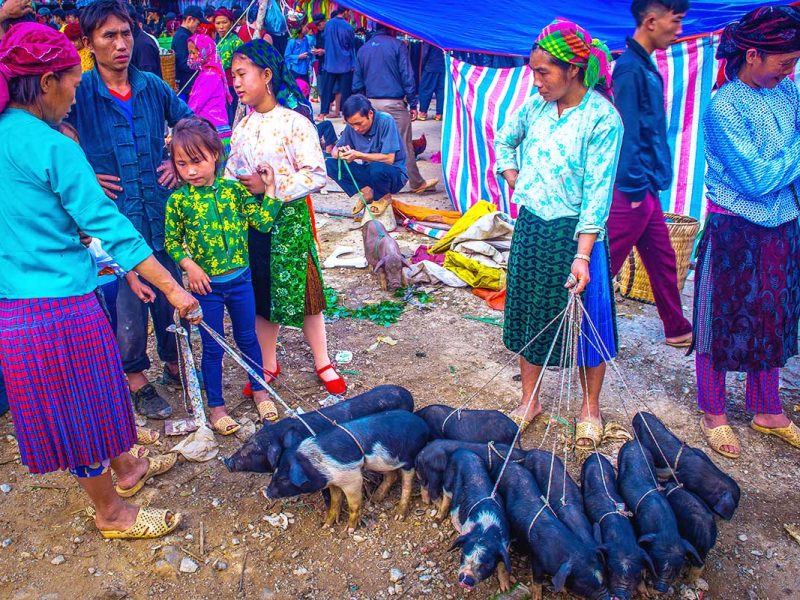 dong van market ha giang 1 An ethnic woman holding several pigs on a leash at the Dong Van Market in Ha Giang.