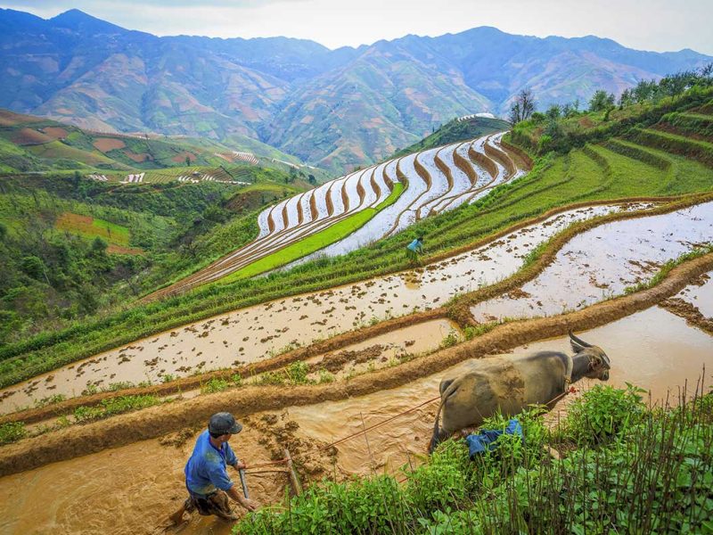 farmer buffalo rice fields mu cang chai 1 Mu Cang Chai farmer plowing wet rice terraces with a buffalo during the planting season