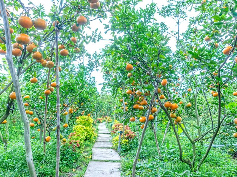fruit orchard mekong delta 1 fruit orchard mekong delta 1