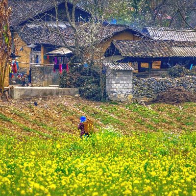 Ha Giang Loop in March – A yellow flower field in the foreground, with an ethnic woman carrying a basket near a traditional yellow clay house and stone wall, showcasing the colorful landscapes of Ha Giang Loop in March.