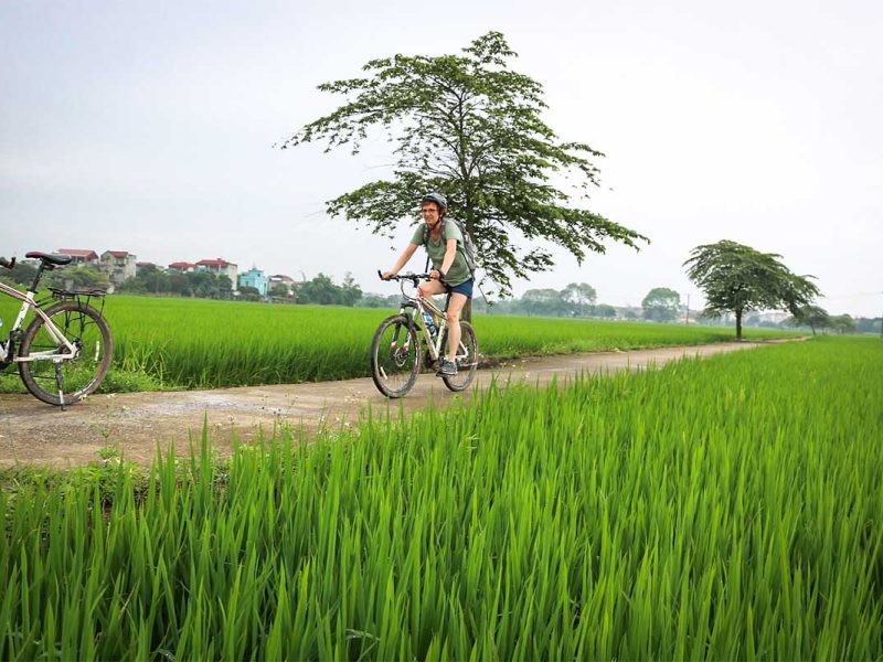 hanoi countryside cycling bike tour 1 Woman biking along green rice fields on a countryside road during a cycling tour near Hanoi