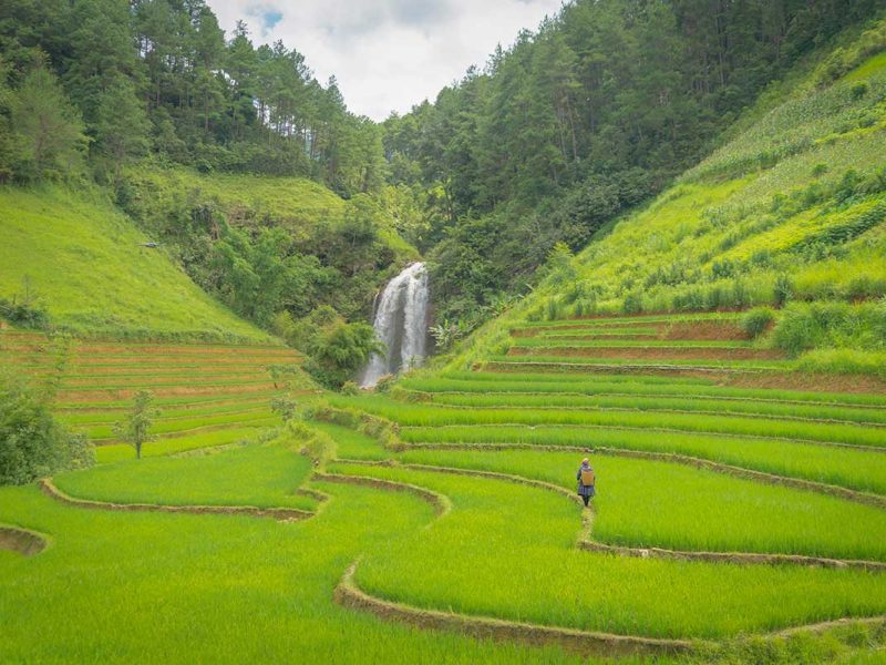 hidden waterfall trekking mu cang chai 1 Hidden waterfall in Mu Cang Chai with a hiker walking through bright green terraced rice fields