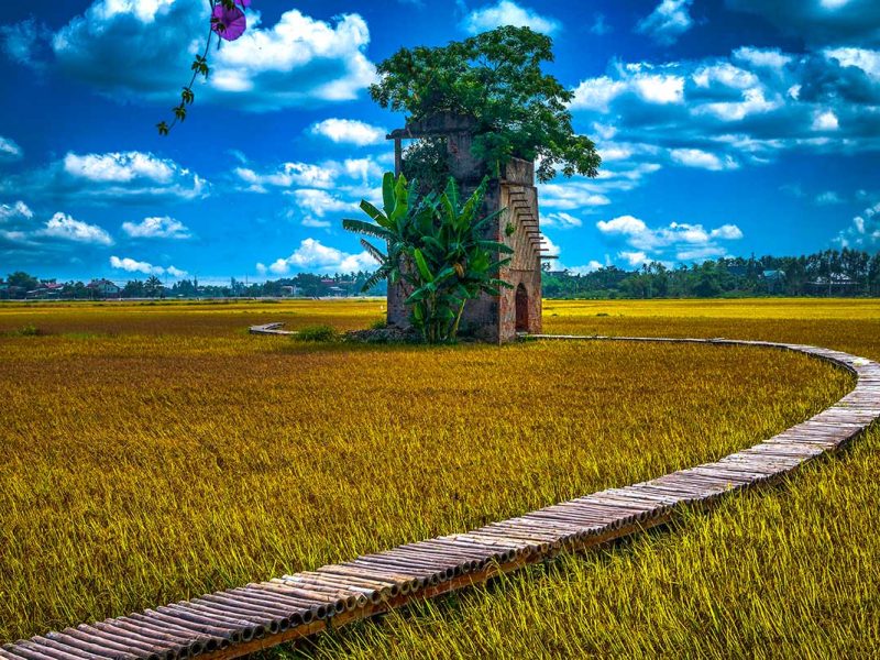hoi an countryside rice fields 1 Hoi An rice fields - Most accessible countryside in Vietnam