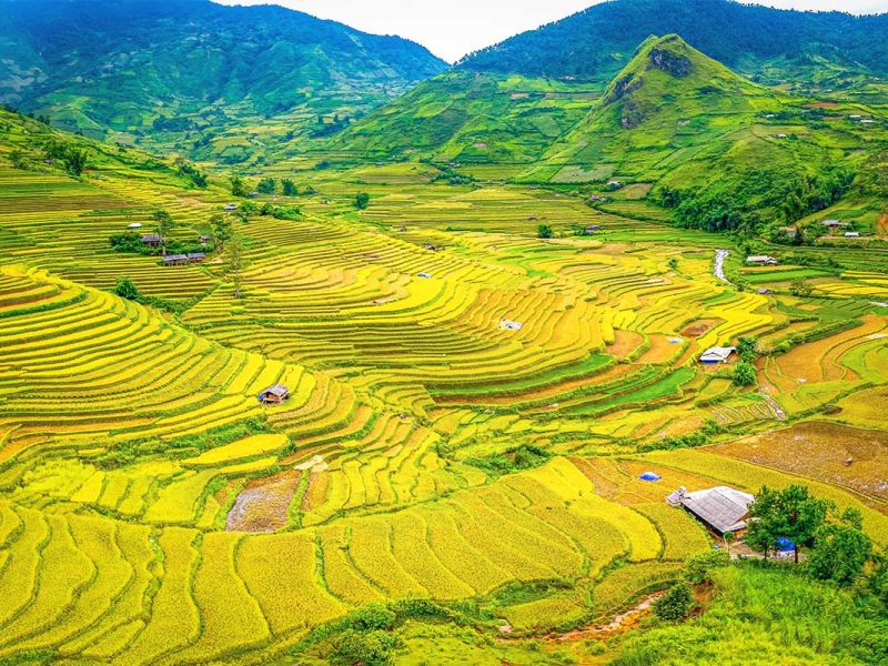 Golden yellow rice fields of Mu Cang Chai seen from the Khau Pha Pass