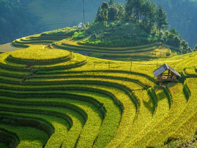 la pan tan mu cang chai 1 La Pan Tan terraced rice fields in Mu Cang Chai glowing in the afternoon light with iconic round terraces