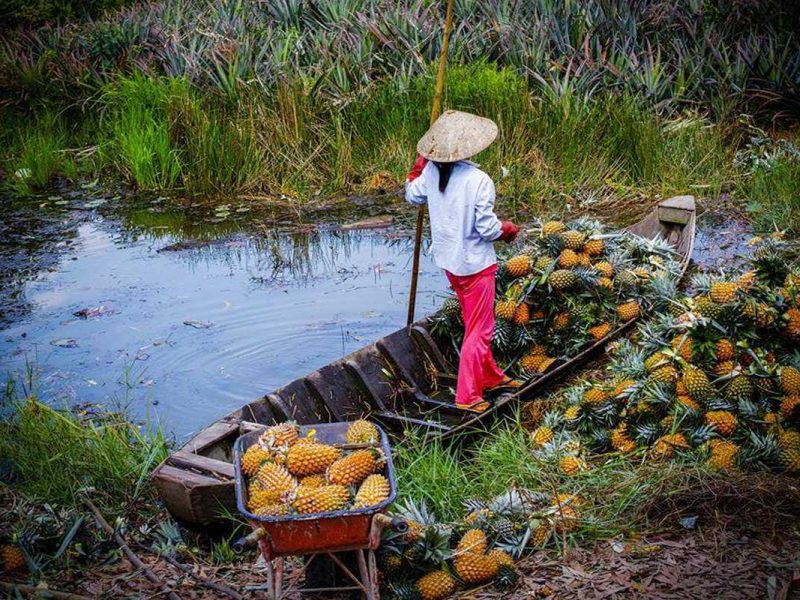 mekong delta fruit Mekong Delta fruit