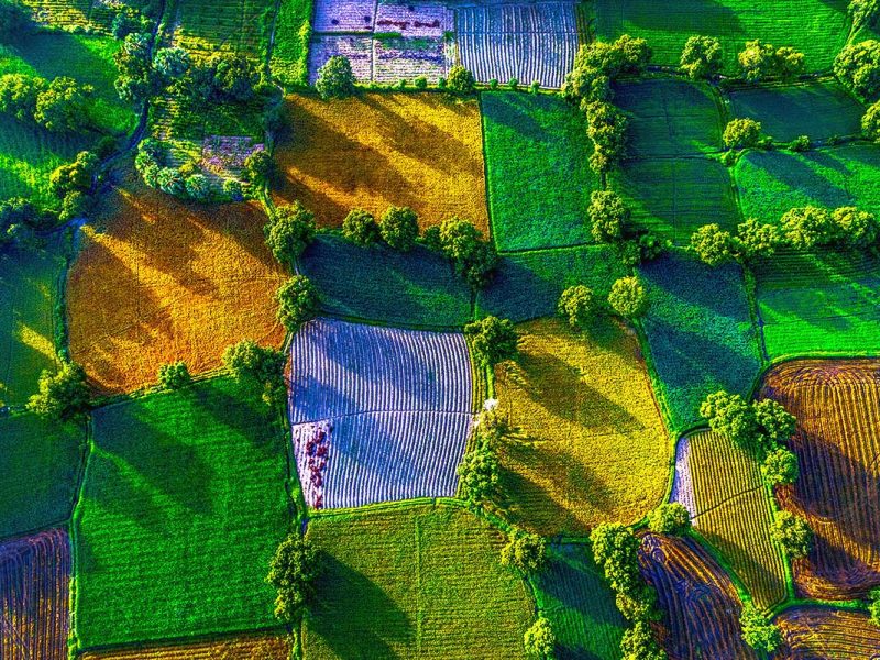Ta Pa Rice Fields Aerial View: A vibrant mosaic of rice paddies in various stages of growth paints the landscape of Ta Pa, Vietnam, showcasing the rich agricultural diversity of the Mekong Delta.