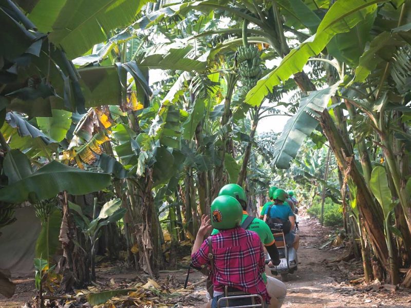 motorbike tour hanoi vespa 10 Hanoi motorbike tour group driving through banana plantations on Banana Island with Vespa guides