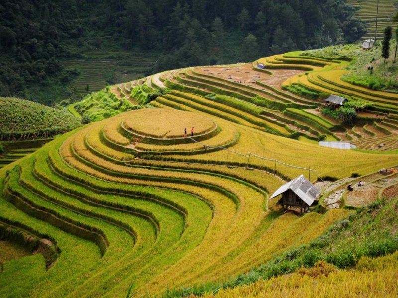 terraced rice fields of Mu Cang Chai