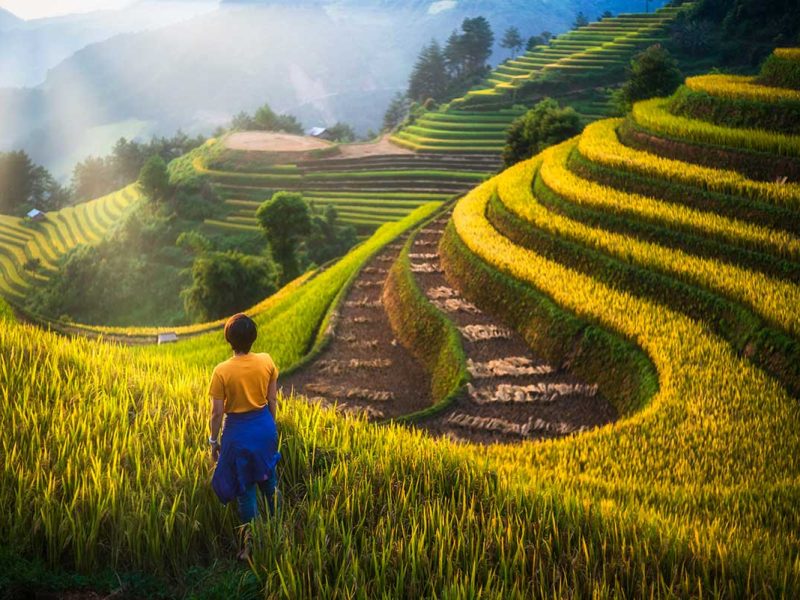 Mu Cang Chai Rice Terraces in September: Golden sunlight illuminates the magnificent terraced rice fields of Mu Cang Chai, Vietnam, during the peak harvest season.