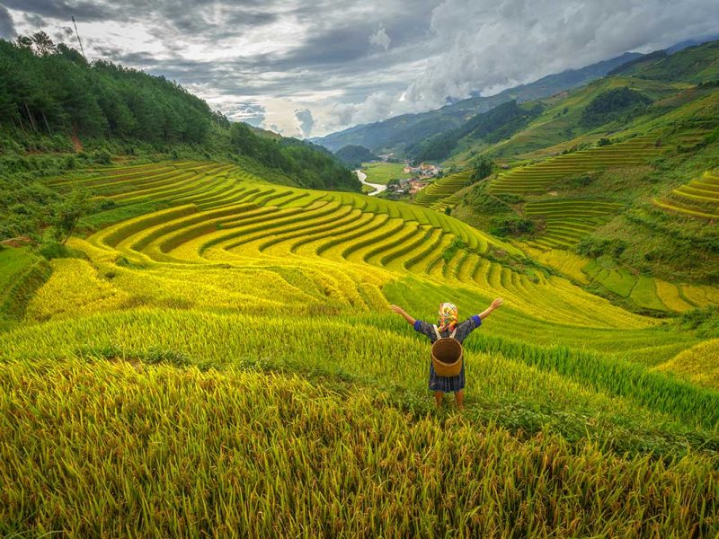 mu cang chai trekking tour 1 Mu Cang Chai trekking and homestay tour with a local family walking past terraced fields and a water buffalo in the morning sun