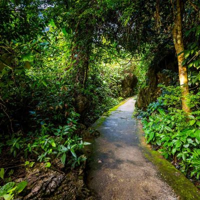 A stone path through the jungle of Phong Nha National Park, leading to the entrance of Paradise Cave
