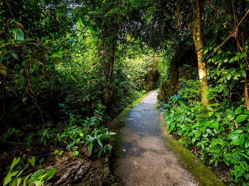 paradise cave phong nha 3 A stone path through the jungle of Phong Nha National Park, leading to the entrance of Paradise Cave