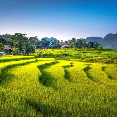 Terraced rice fields of Pu Luong Nature Reserve.