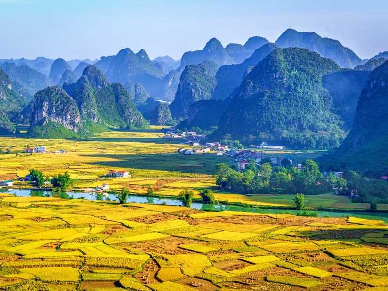 spring cao bang phong nam valley 1 Phong Nam Valley in Spring – A stunning spring landscape in Phong Nam Valley, with golden yellow rice fields stretching across the valley, signaling the start of the harvest season.