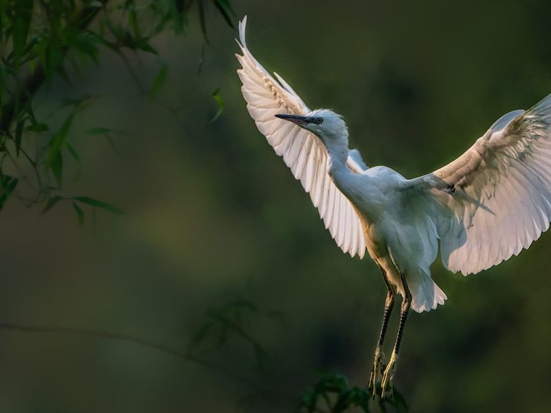 thung nham bird garden Thung Nham Bird Garden