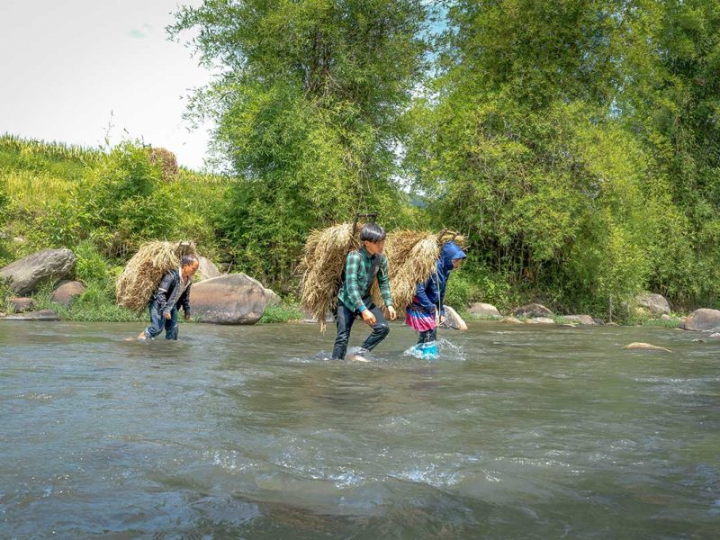 tu le valley crossing stream mu cang chai 1 Local farmers in Tu Le Valley crossing a shallow stream with harvested rice bundles in Mu Cang Chai