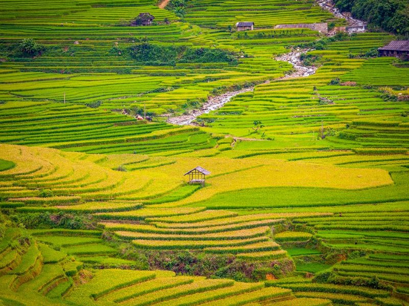 tu le valley rice terraces mu cang chai 1 Tu Le Valley rice terraces in Mu Cang Chai with a winding stream running through green and yellow fields